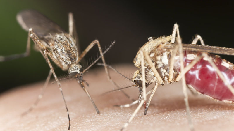 mosquito