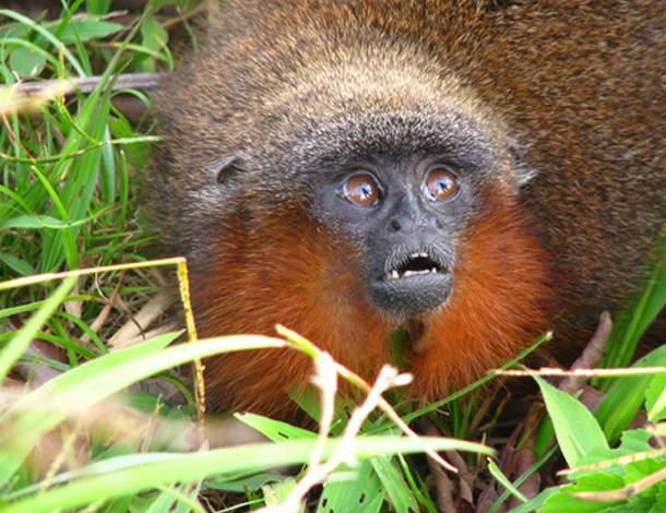 Caqueta-titi-