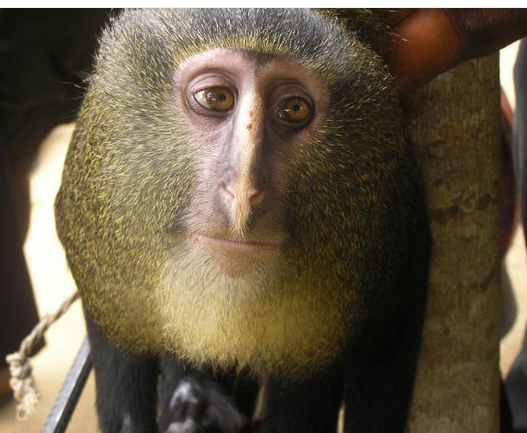 Lesula-monkey
