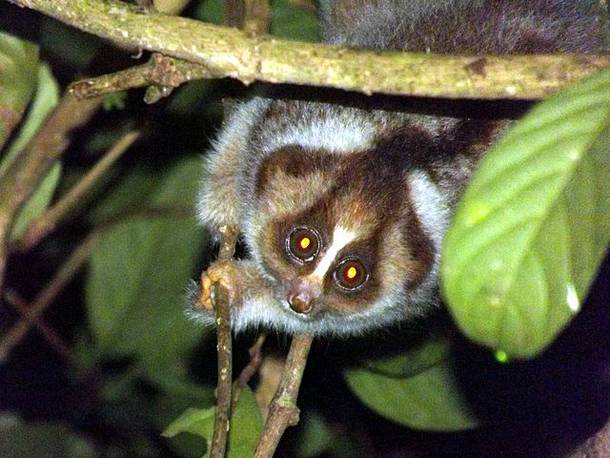 Slow_Loris