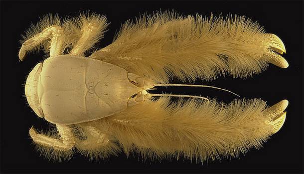 Yeti-crab