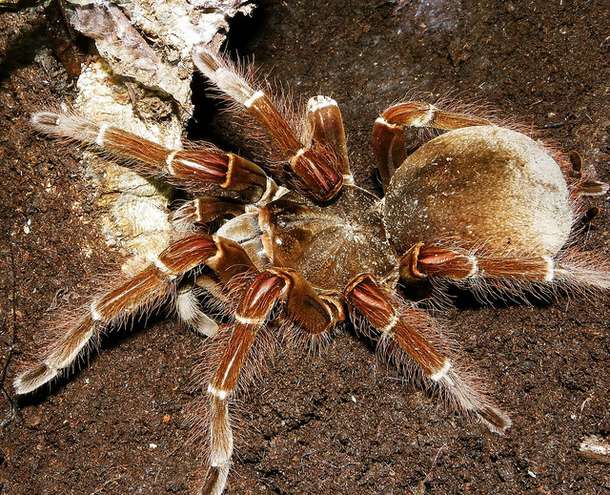 bird-eating-spider