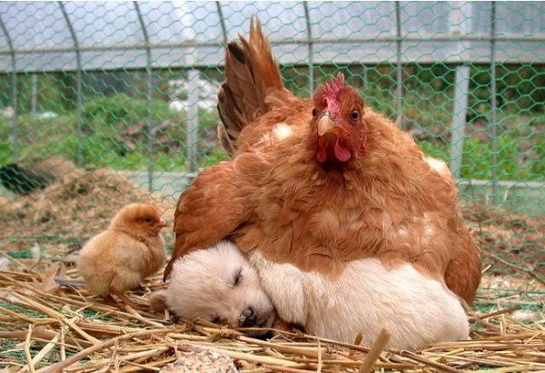 hen-cuddles-pup