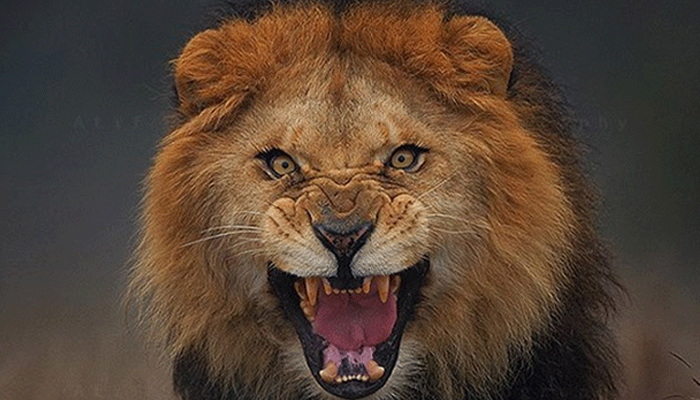 lion-charging
