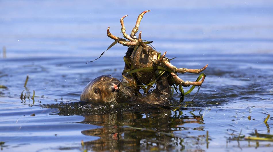 Female Sea Otter with Crab