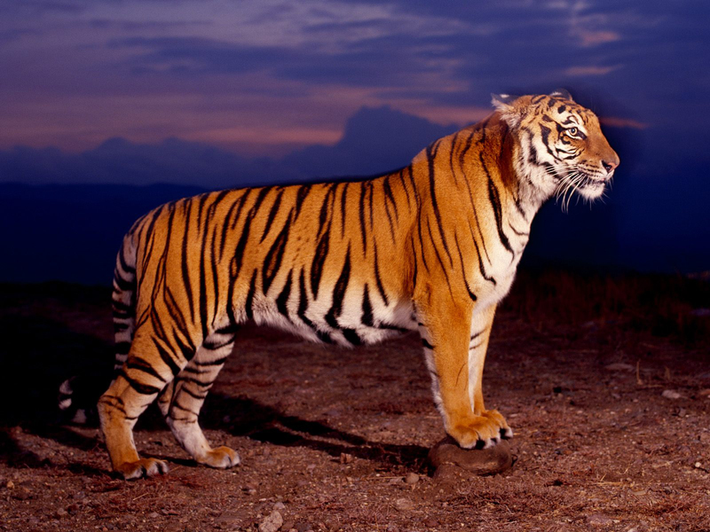 save-tiger-