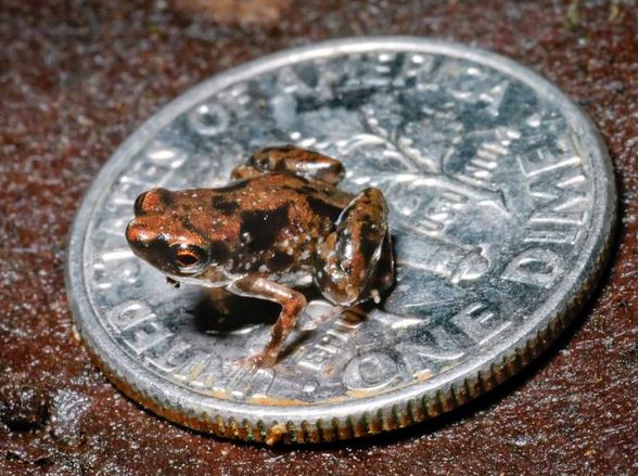 small-frog