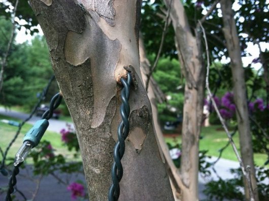 tree-integrates-wire