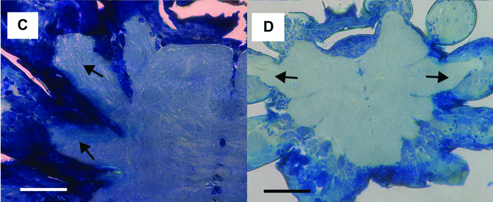 Arthropod Structure and Development, doi:10.1016/j.asd.2011.07.002
