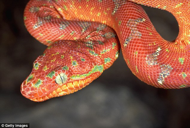 Unusual Silver Boa Snake Discovered in The Bahamas