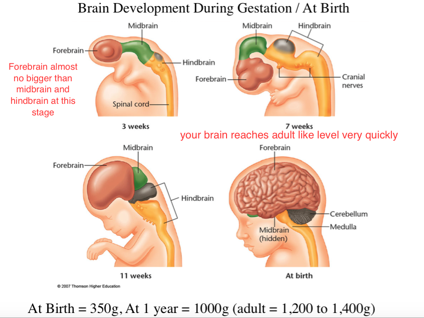 brain as tube