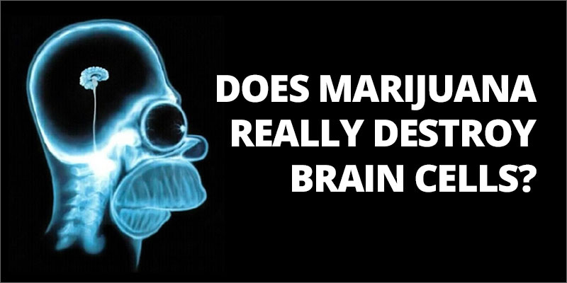 brain-feature