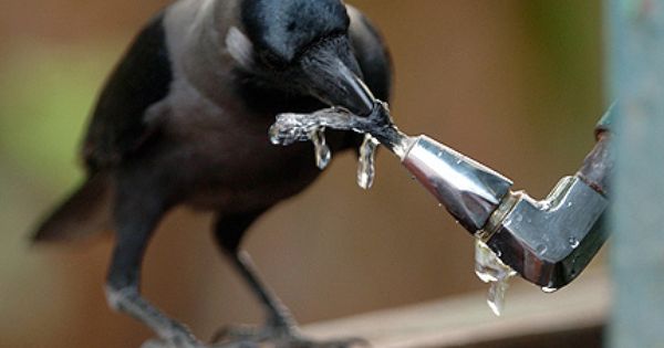corvid