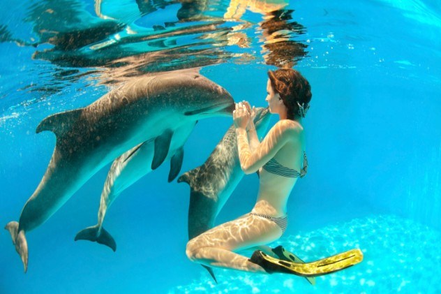 dolphin and human