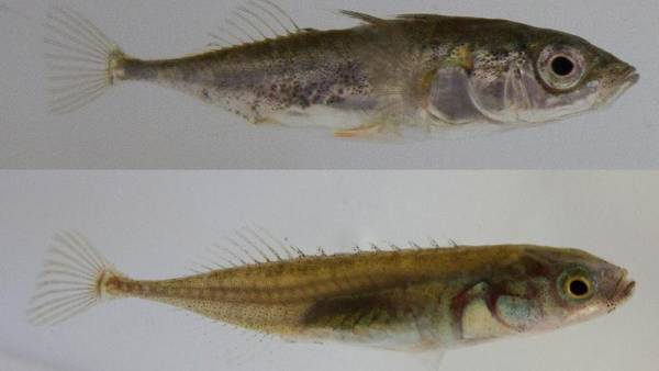 fish