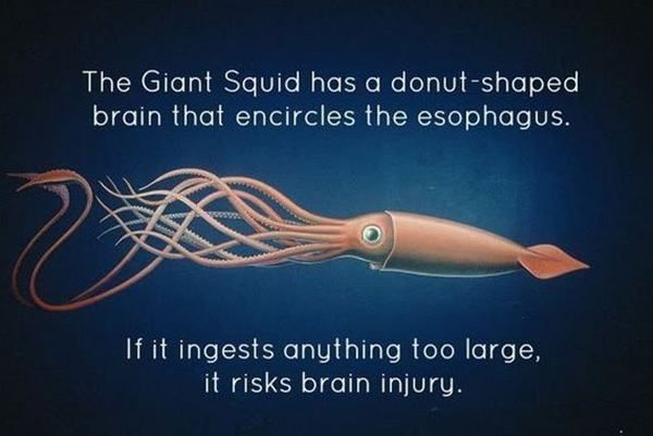 giant squid