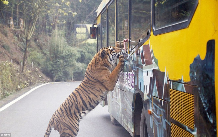 lehe-ledu-tiger