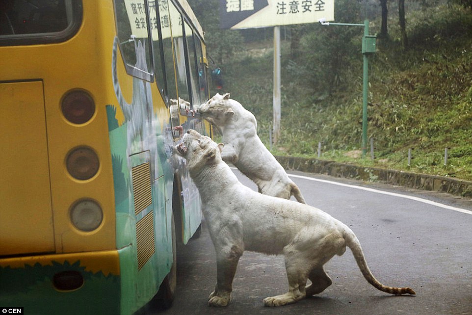 lehe-ledu-white-tigers