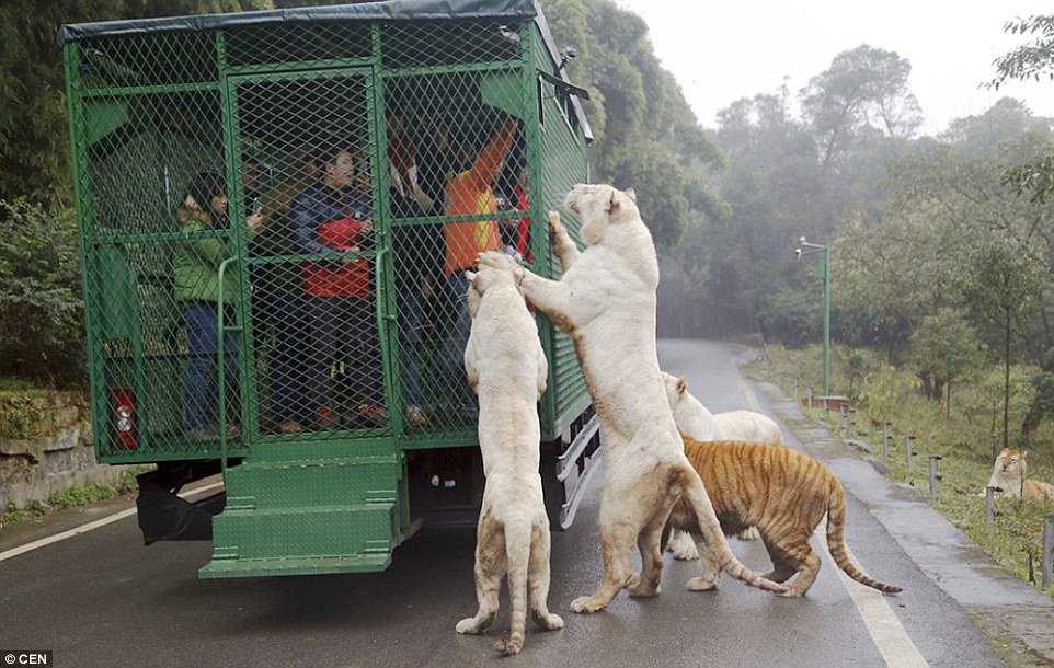 lehe-ledu-zoo