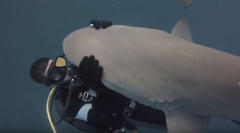 lemon-shark