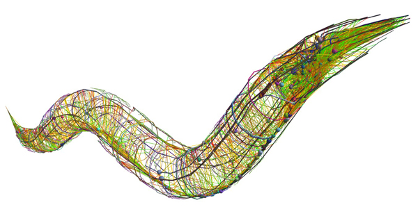 nematode