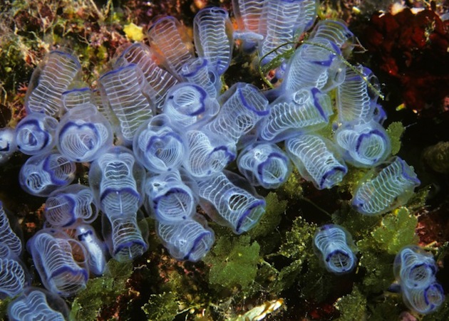sea squirt