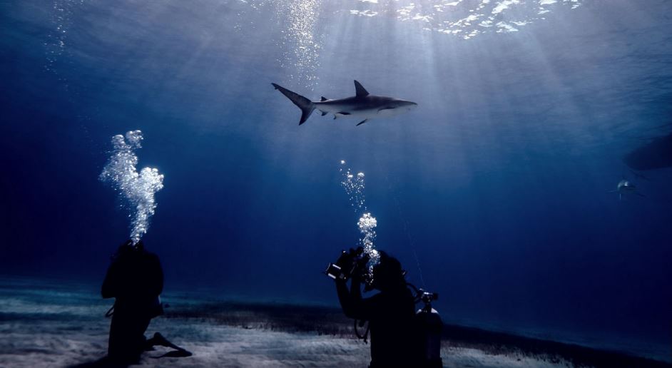 shark-in-the-light-swim-detechter.com