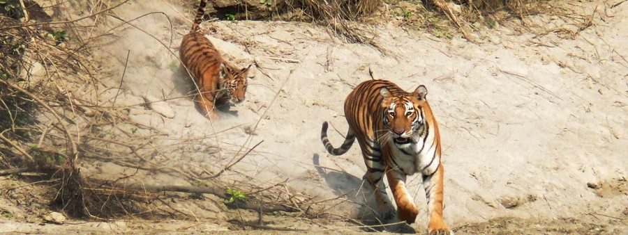 tiger