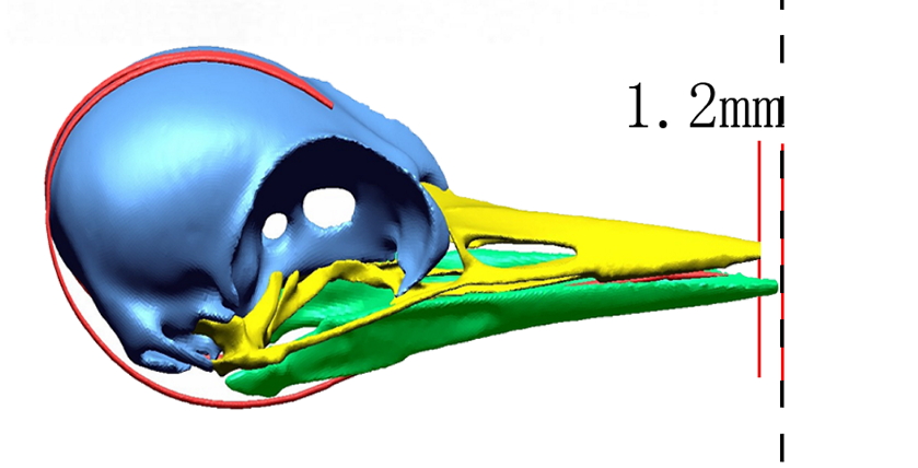 woodpecker-large-hyoid-image-2