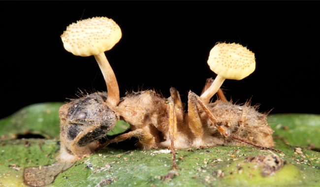 zombie ant