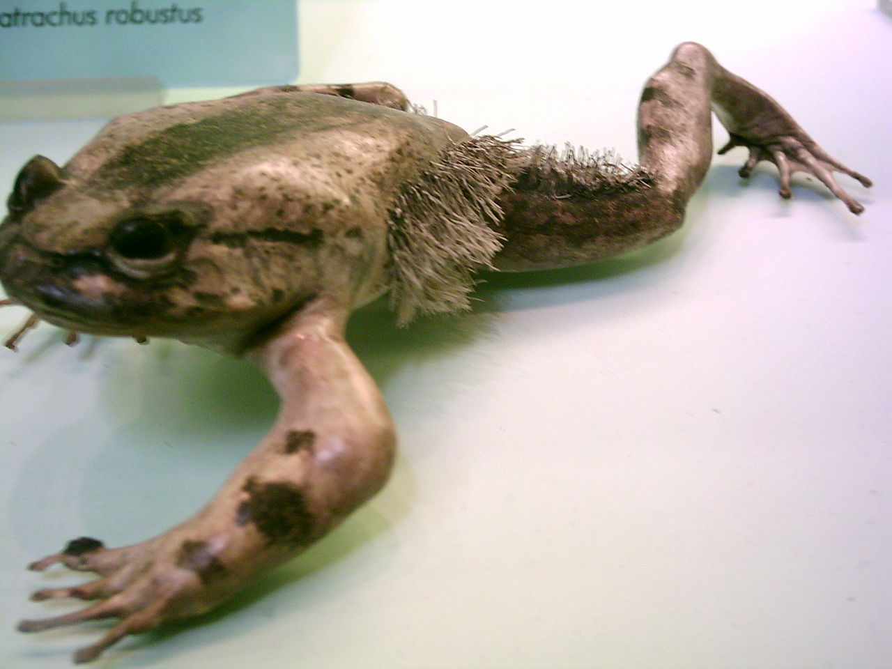 1280px-Trichobatrachus_robustus