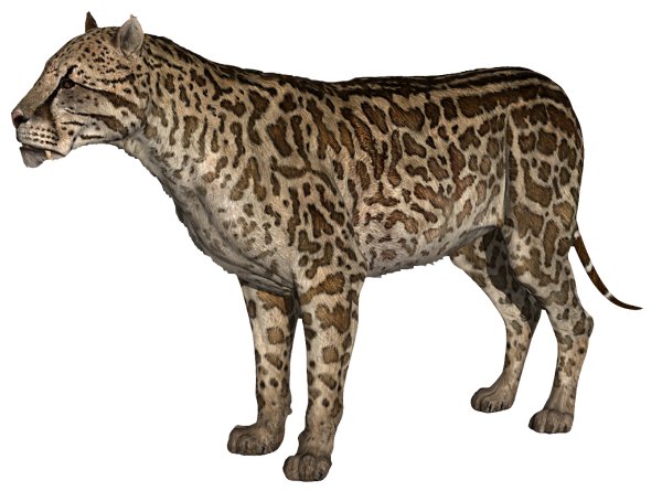 2-dinofelis