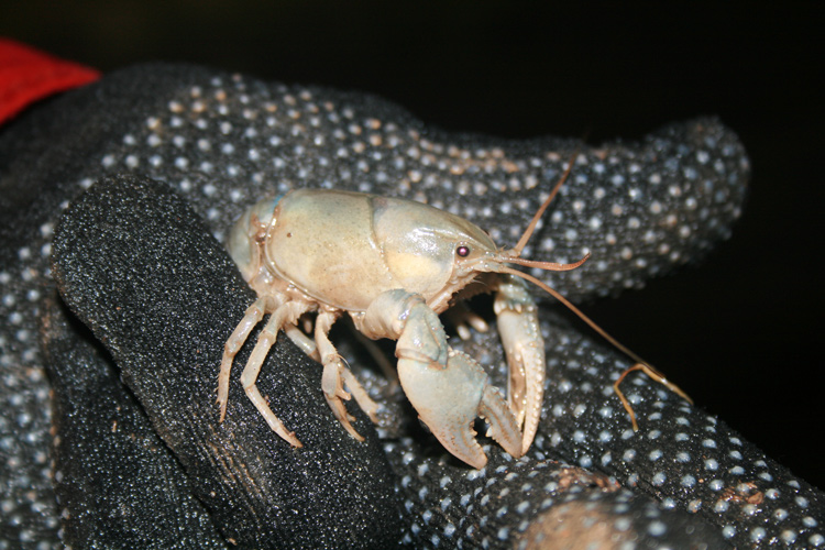 Cave-crayfish
