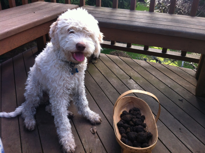 Luc-Truffles1