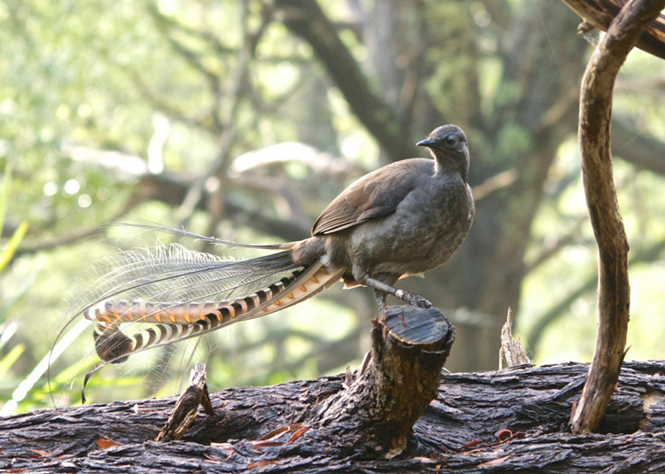 Lyrebirds