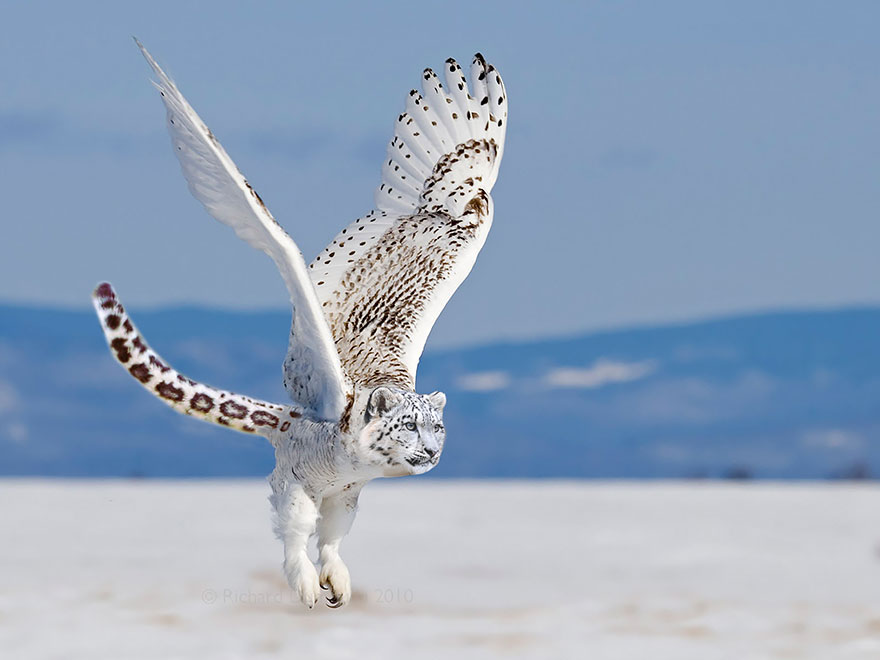 animal-hybrids-182