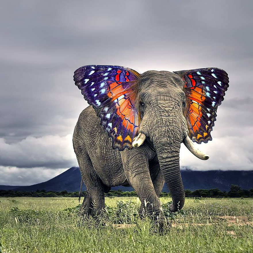 animal-hybrids-19