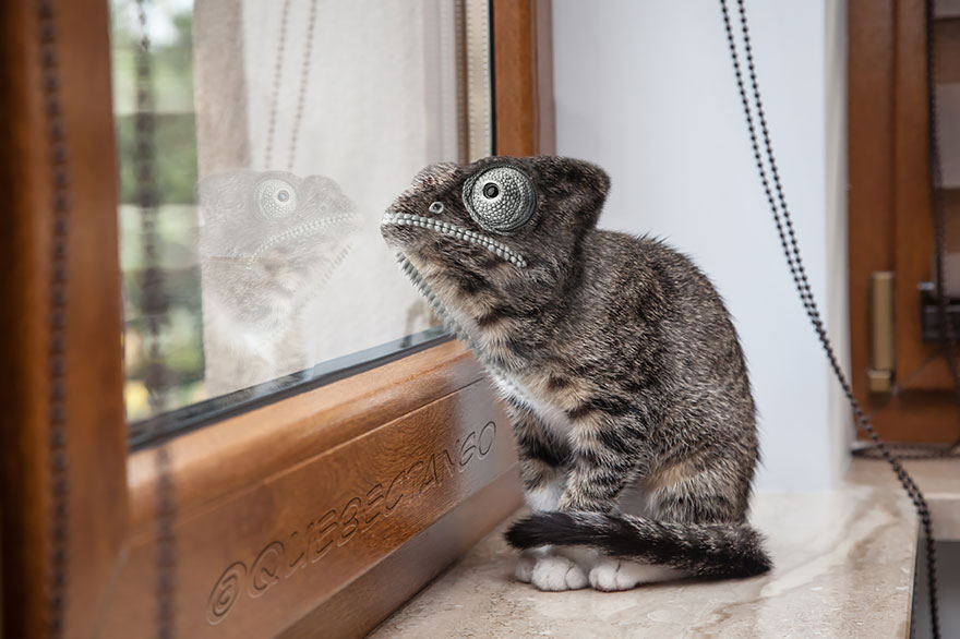 animal-hybrids-222