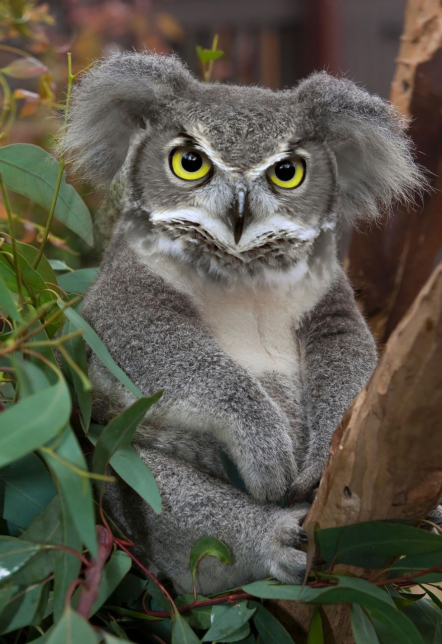 animal-hybrids-232