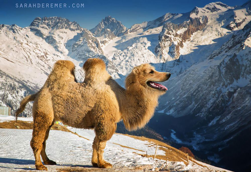 animal-hybrids-272