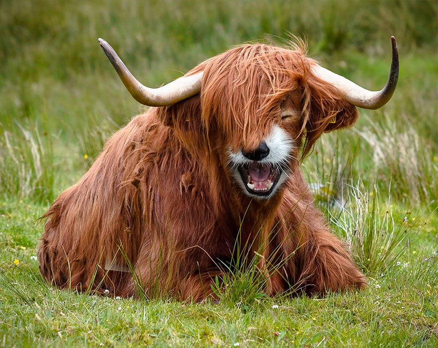 animal-hybrids-433