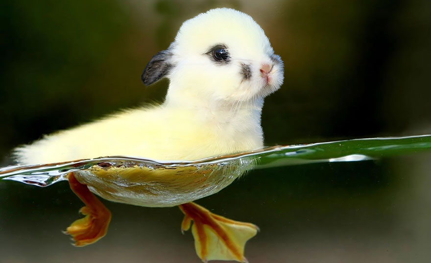 animal-hybrids-73