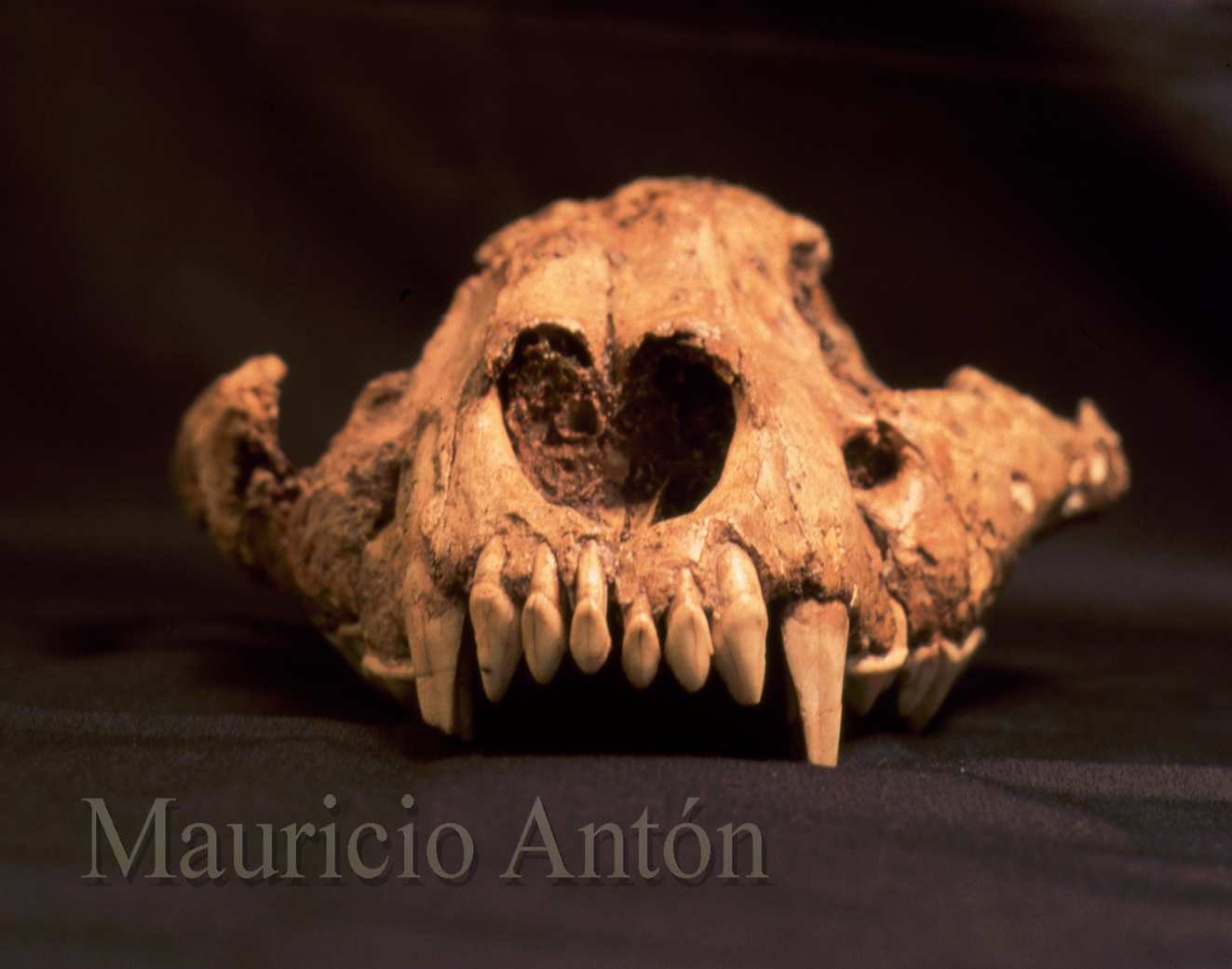 dinofelis-piveteaui-skull-front-low-res