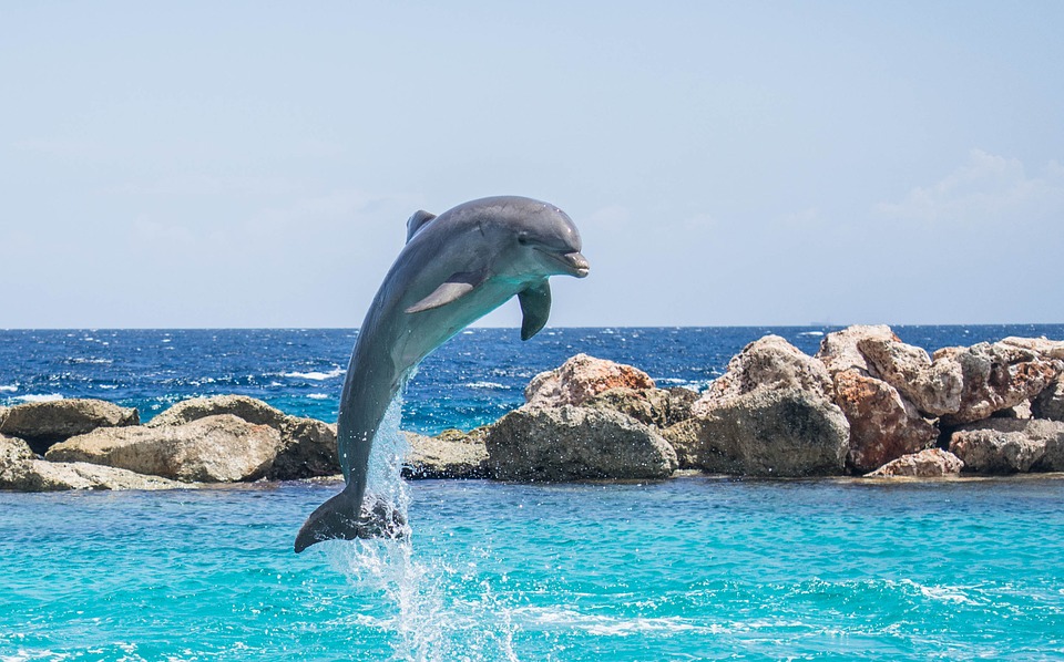 dolphin-906176_960_720