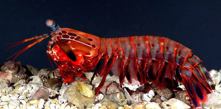 mantis-shrimp