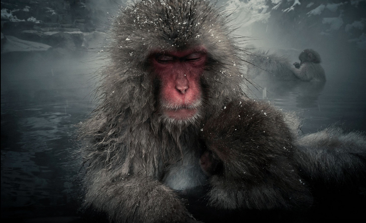 snow-monkey-japan