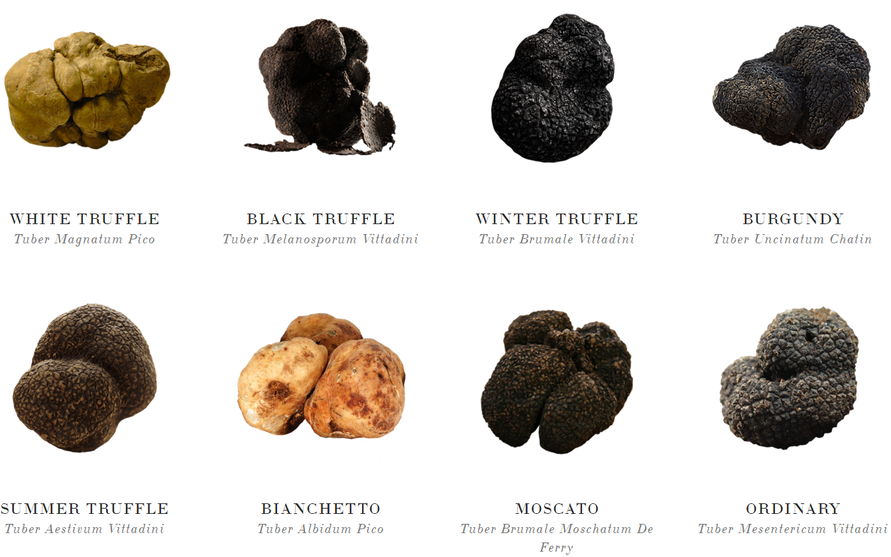 truffles-species