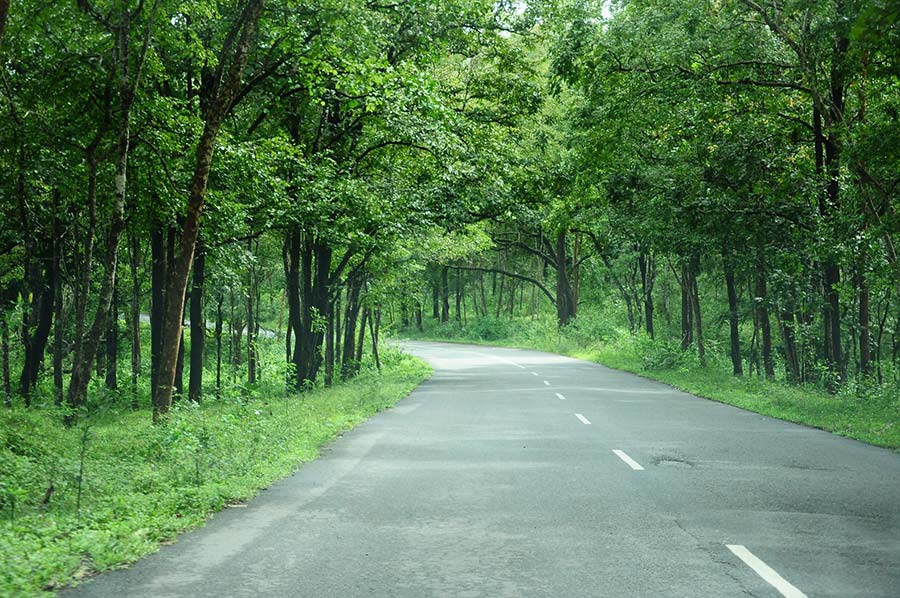 India_trees_2