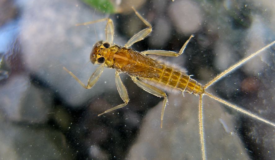 Mayfly-Nymph