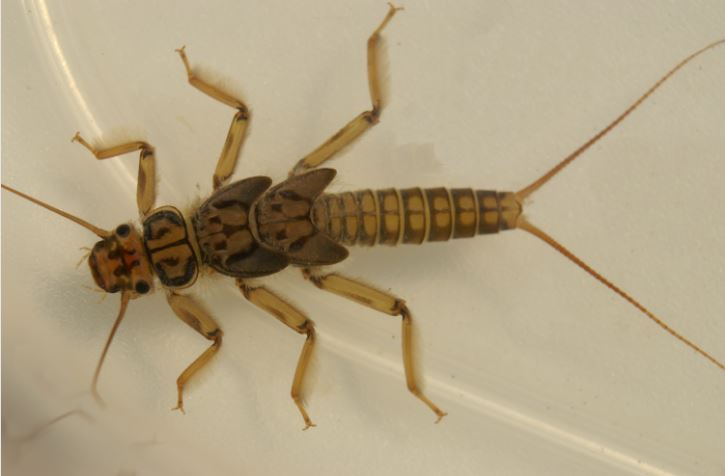 Stonefly-Nymph